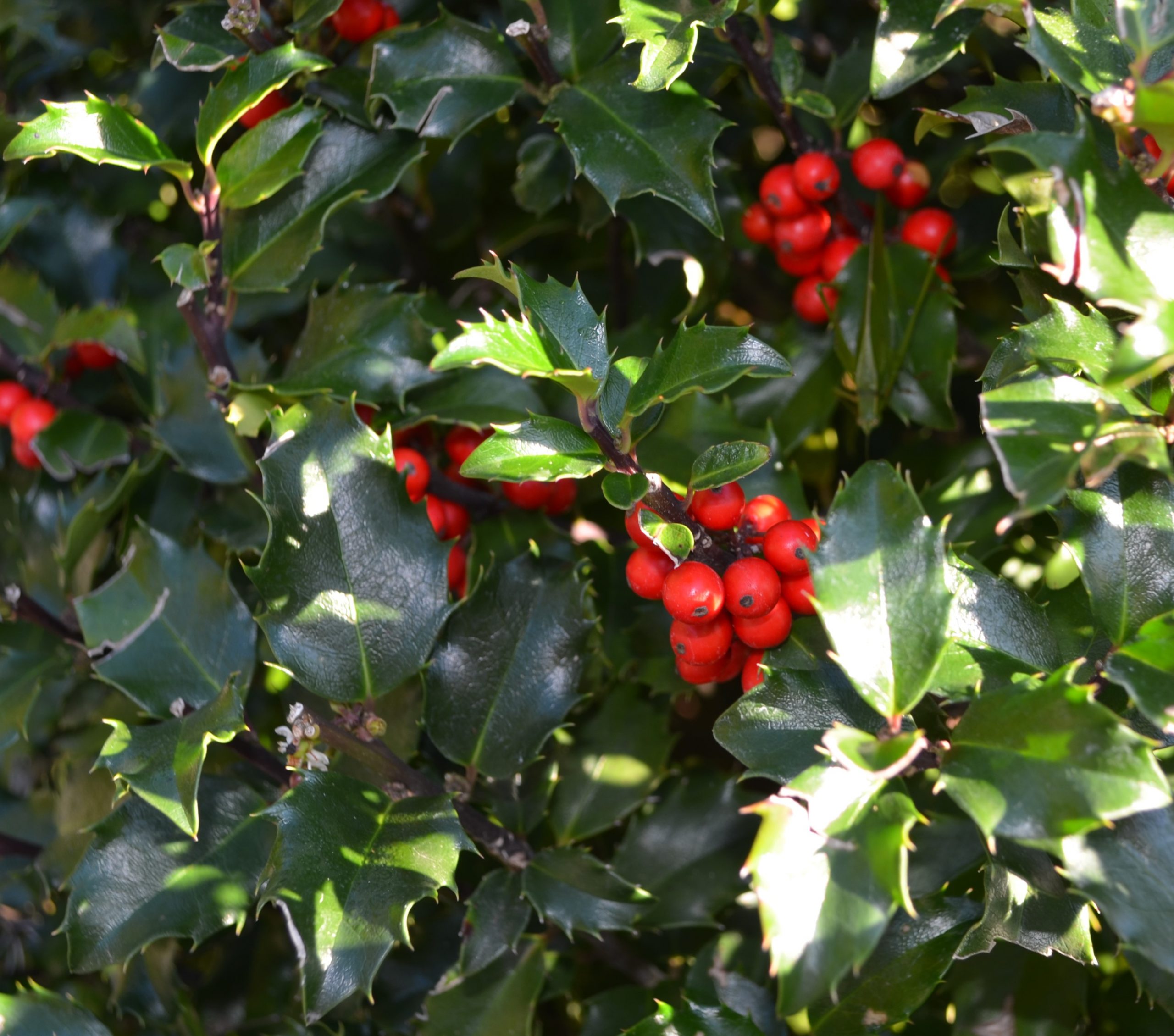 Holly shrub with glossy, serrated, dark green foliage and red berries.